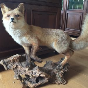 image of a stuffed fox - taxidermy